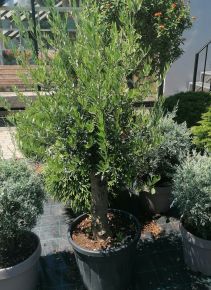 Olajfa OLEA EUROPAEA T1/4 K35/45