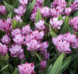 Kurkuma CURCUMA FAJTÁK CS14