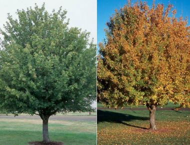 Mezei juhar ACER CAMPESTRE 180/200 K12