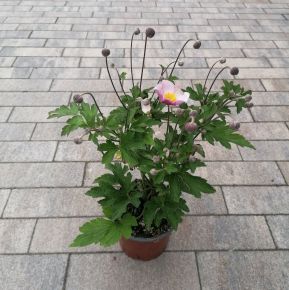 Szellőrózsa ANEMONE HUPEHENSIS PRINCESS PINK CS13