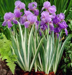 Szakállas nőszirom IRIS PALLIDA VARIEGATA CS14