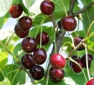 Csengődi meggy Prunus cerasus