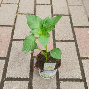 Paprika palánta CAPSICUM ANNUM PALÁNTA CS9