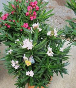 Leander NERIUM OLEANDER T1/2 K24