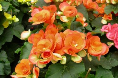 Begónia BEGONIA CS13