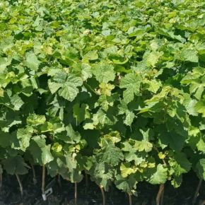 Szőlő oltvány VITIS VINIFERA OLTVÁNY K2