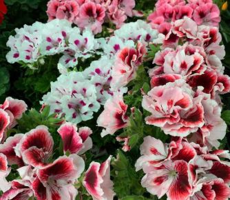 Angol muskátli PELARGONIUM GRANDIFLORUM CS13