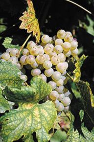 Olaszrizling borszőlő (fehér)