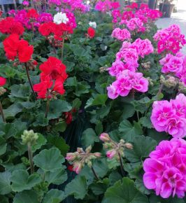 Álló muskátli PELARGONIUM ZONALE CS12-14