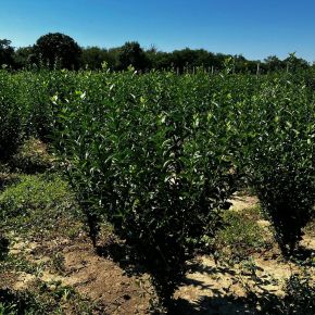 Széleslevelű fagyal LIGUSTRUM OVALIFOLIUM 100/125*