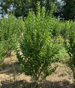 Széleslevelű fagyal LIGUSTRUM OVALIFOLIUM 125/150*