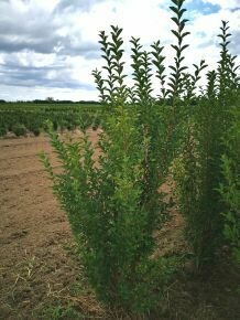 Széleslevelű fagyal LIGUSTRUM OVALIFOLIUM 150/175*