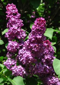 Közönséges orgona   SYRINGA VULGARIS ANDENKEN AN LUDWIG SPÄTH MT K10