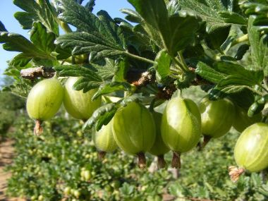 Zöld győztes köszméte Ribes uva-crispa