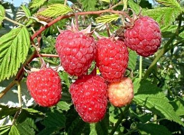 Fertődi zamatos málna Rubus idaeus