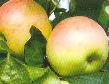 Nyári fontos alma Malus domestica