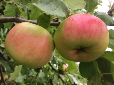 Nyári fontos alma Malus domestica