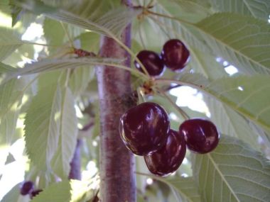 Szomolyai fekete cseresznye Prunus avium