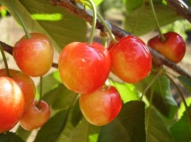 Vega cseresznye Prunus avium