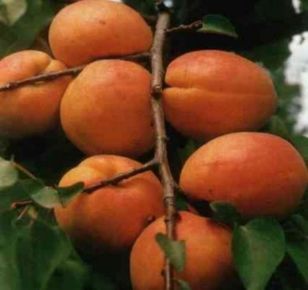 Ceglédi óriás kajszi Prunus armeniaca