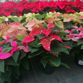 Mikulásvirág EUPHORBIA PULCHERRIMA CS12   