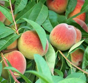 Mariska őszibarack Prunus persica