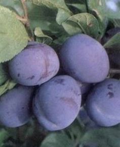 Bluefre szilva Prunus domestica