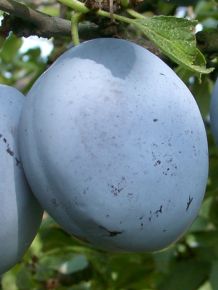 Cacanska lepotica szilva Prunus domestica