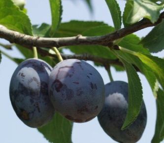 Debreceni muskotály szilva PRUNUS DOMESTICA DEBRECENI MUSKOTÁLY SZGY