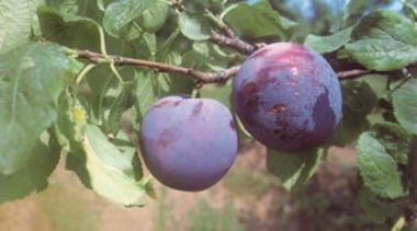 Sermina ringló Prunus domestica