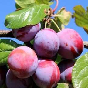 Sermina ringló PRUNUS DOMESTICA SERMINA SZGY