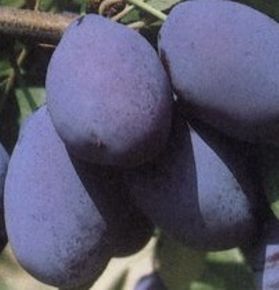 Stanley szilva Prunus domestica