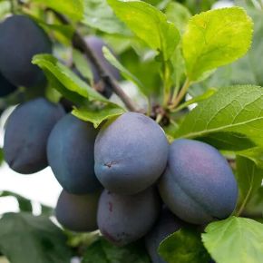 Stanley szilva PRUNUS DOMESTICA STANLEY SZGY