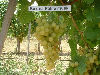 Kozma Pálné Muskotály csemegeszőlő