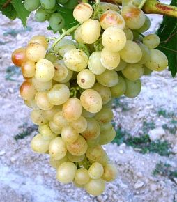 Pannónia Kincse csemegeszőlő