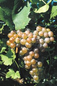 Cserszegi Fűszeres borszőlő (fehér)