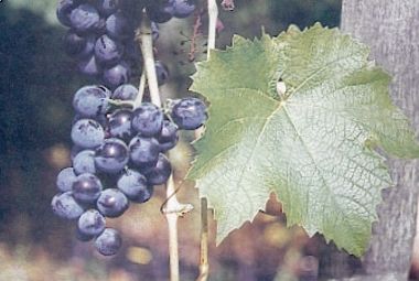 Othello borszőlő (vörös)