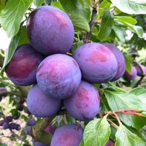 President szilva PRUNUS DOMESTICA PRESIDENT SZGY