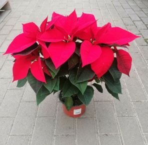 Mikulásvirág EUPHORBIA PULCHERRIMA CS15