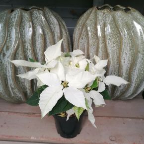 Mikulásvirág EUPHORBIA PULCHERRIMA CS10,5