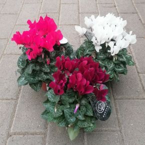 Ciklámen CYCLAMEN CS13    