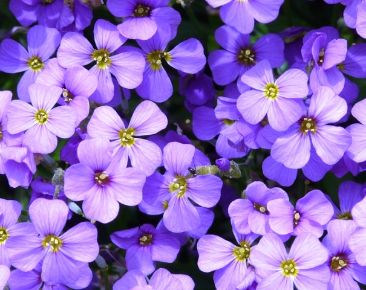 Pázsitviola AUBRIETA CS12