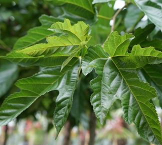 Platánlevelű eperfa MORUS ALBA PLATANIFOLIA 25/30 K280