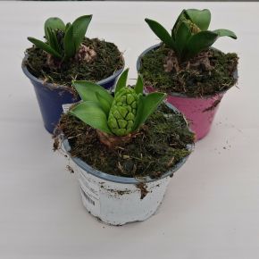 Kerti jácint HYACINTHUS ORIENTALIS CS10,5