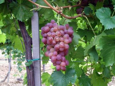 Piros csemegeszőlő VITIS VINIFERA LIDI SZGY