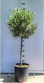 Olajfa   OLEA EUROPAEA T110 K10