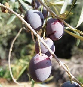 Olajfa   OLEA EUROPEA BONSAI TÁLBAN CS27