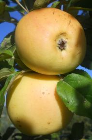 Téli banánalma MALUS DOMESTICA TÉLI BANÁNALMA MM106 K10-12