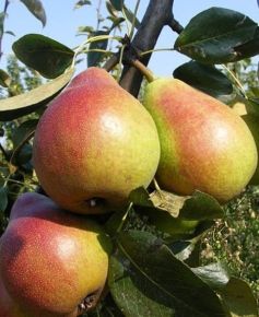 Clapp kedveltje körte PYRUS COMMUNIS CLAPP KEDVELTJE 100/150 K9,5