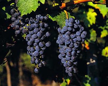 Cabernet Sauvignon borszőlő (vörös)